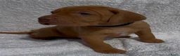 Hungarian Vizsla dogs for sale: Champion grade import vizslas puppies - Advert 9