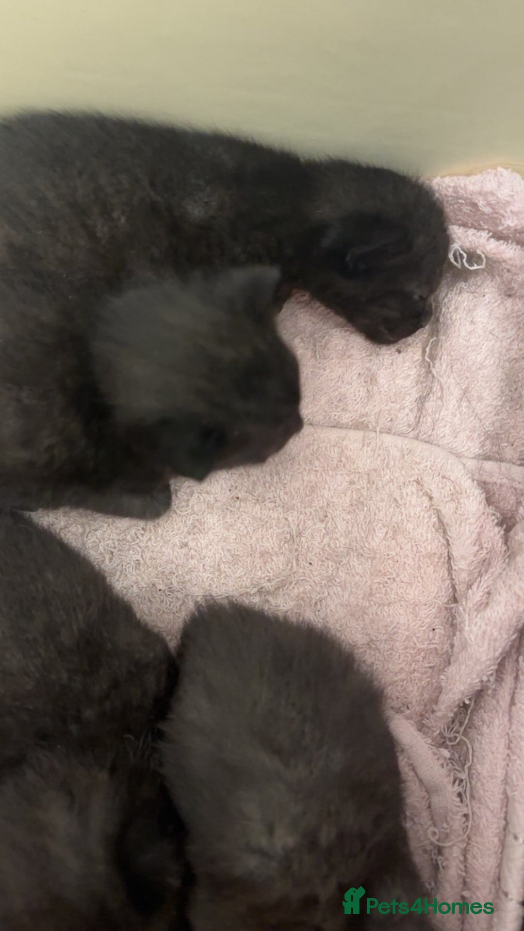 Bombay cats for sale: Black tabby kittens - Image 7