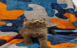 Scottish Fold cats for sale: Beautiful Scottishsh fold kittens  - Image 3