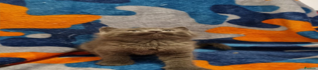 Scottish Fold Kitten 3