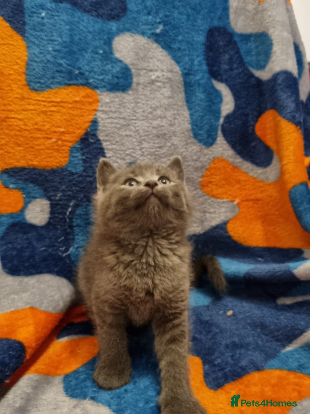 Scottish Fold cats for sale: Beautiful Scottishsh fold kittens  - Image 3