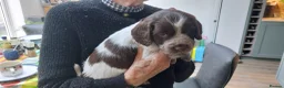 Sprocker dogs for sale: Sprocker Spaniels in Stockport - Advert 7