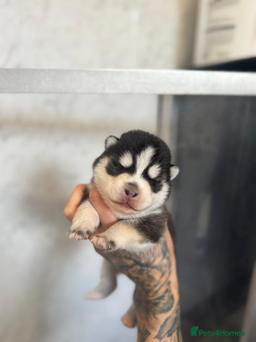 Pomsky dogs for sale: Lilac sired F2 masked Pomsky blue eyes  - Image 13