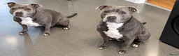 Staffordshire Bull Terrier dogs for adoption: Ocean 🌊 KC registered Staffy in Staines - Advert 3