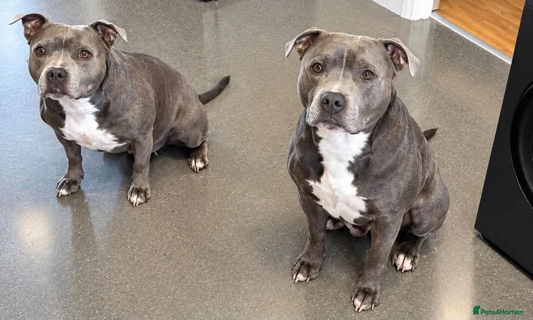Staffordshire Bull Terrier dogs for adoption: Ocean 🌊 KC registered Staffy in Staines - Advert 3