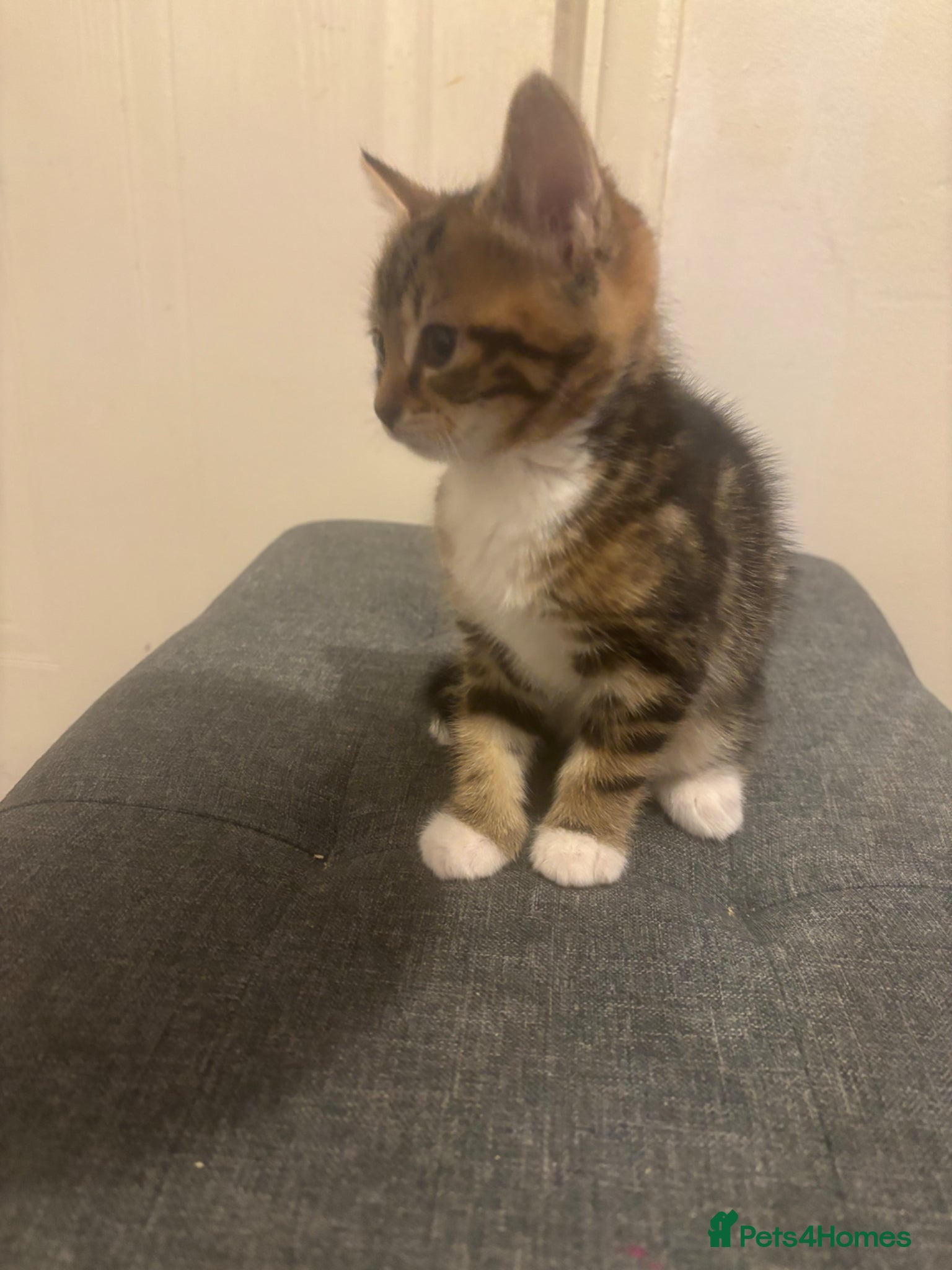 Mixed Breed cats Soft like teddy bear kittens  - Advert 1