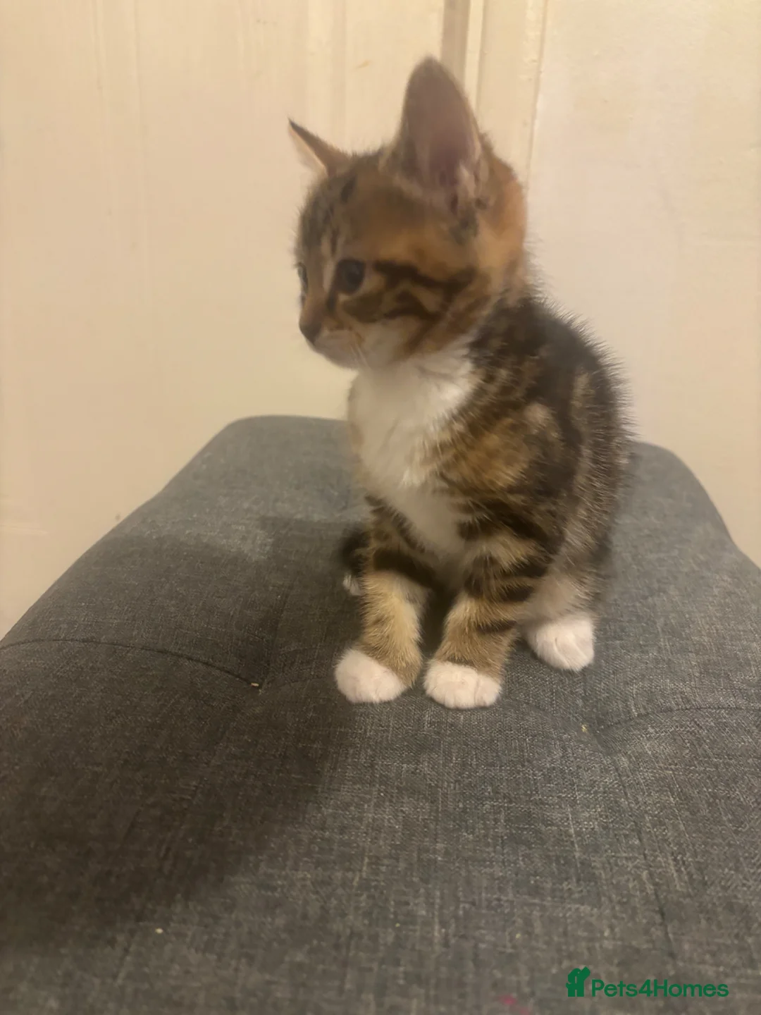 Mixed Breed cats for sale: Soft like teddy bear kittens  in Ilford - Advert 1