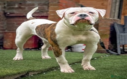 American Bulldog dogs for stud: Male stud  - Image 1