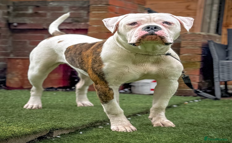 American Bulldog dogs - Advert 1
