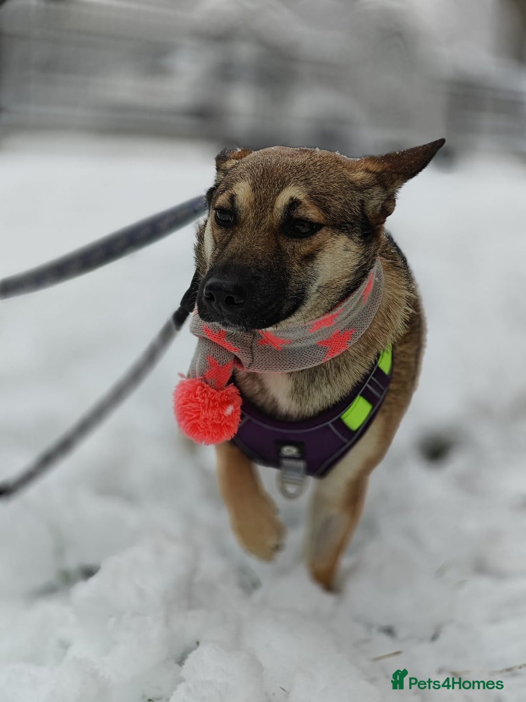Mixed Breed dogs for adoption: ❤️TESSA – Soft and Gentle Puppy❤️ - Advert 4
