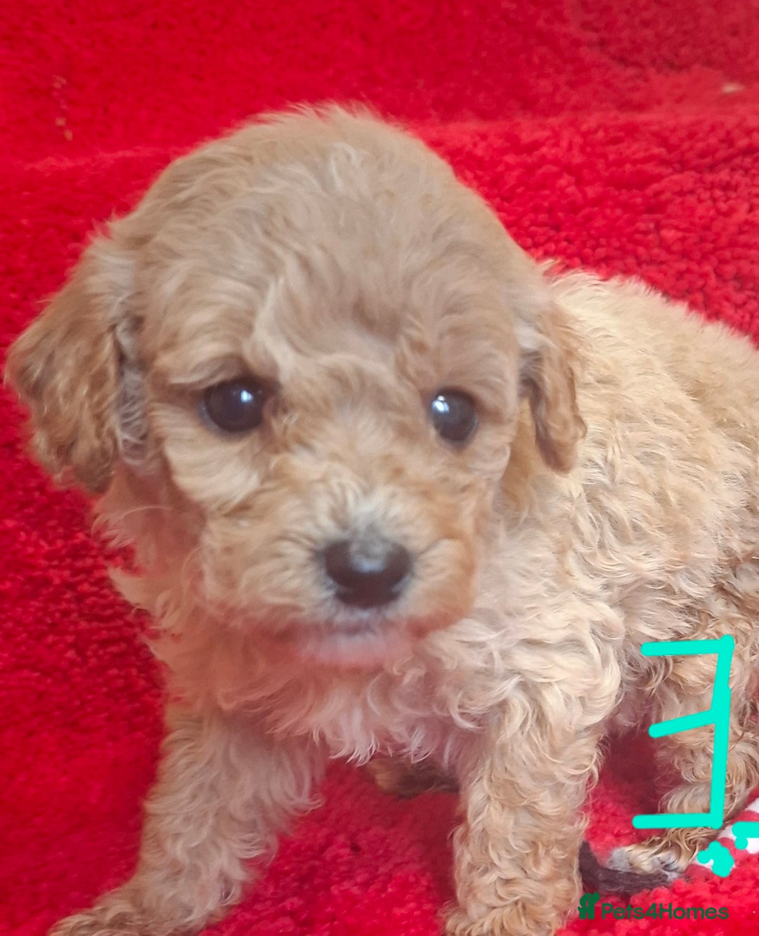 Cavapoo dogs for sale: Cavapoo puppies 🐶  - Advert 10