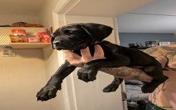 Cane Corso dogs for sale: Purebred champion bloodline cane corso - Image 19