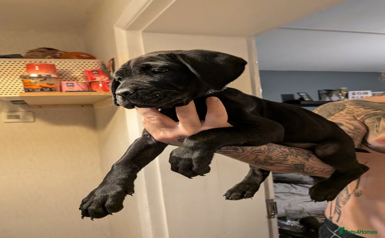 Cane Corso dogs - Advert 1