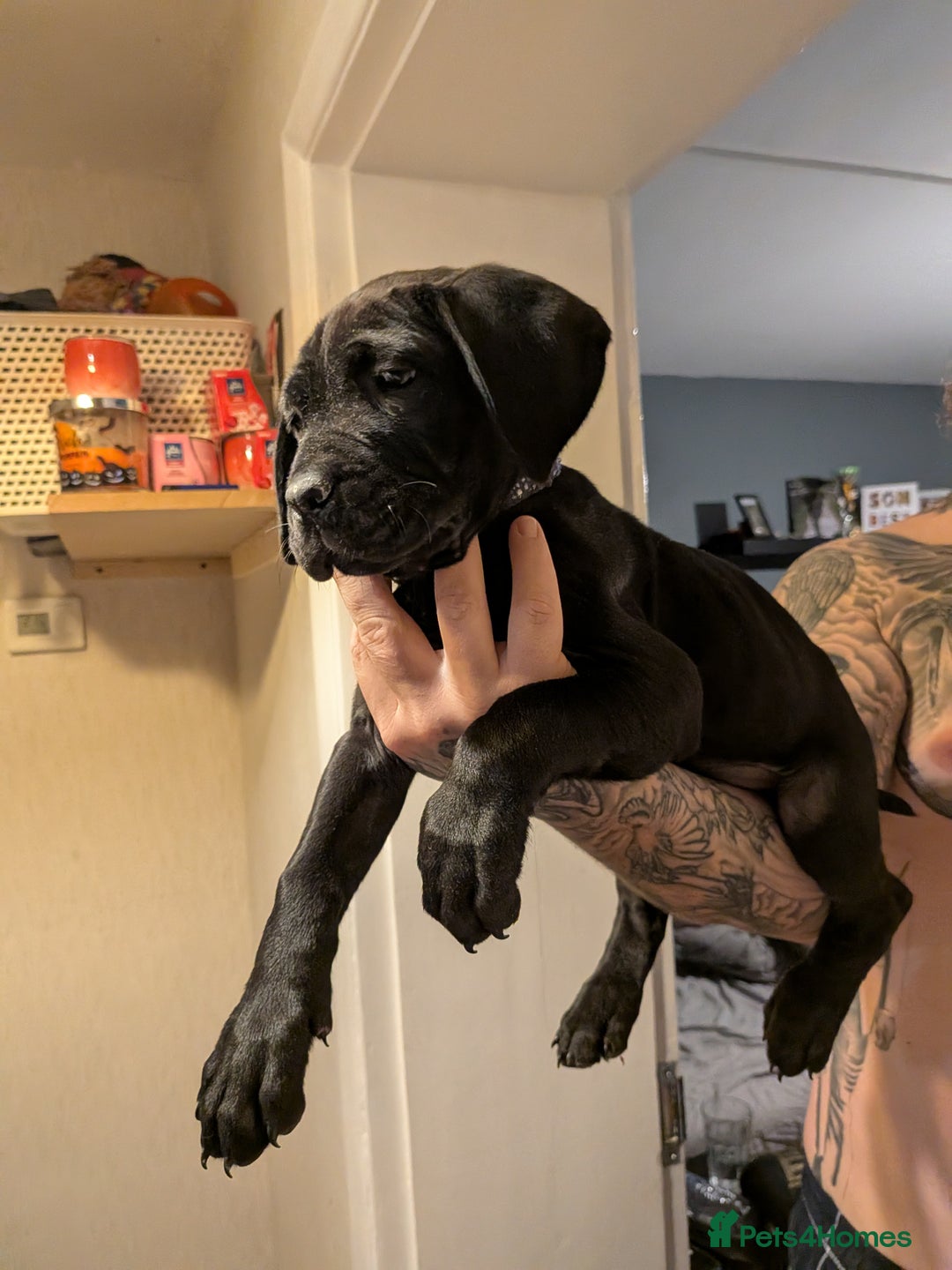 Cane Corso dogs for sale: Purebred champion bloodline cane corso - Image 19