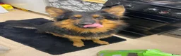 German Shepherd dogs for sale: German Shepherd puppy for sale - Advert 8