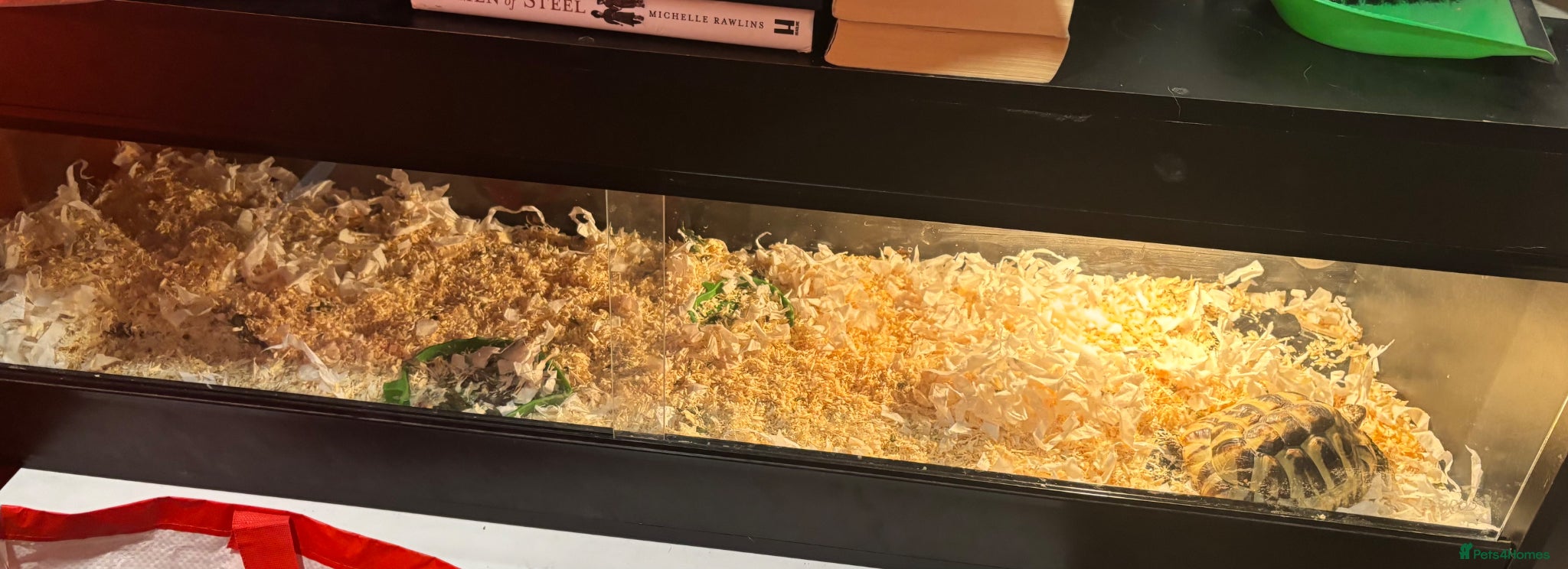 Tortoise reptiles Tortoise and setup - Advert 1