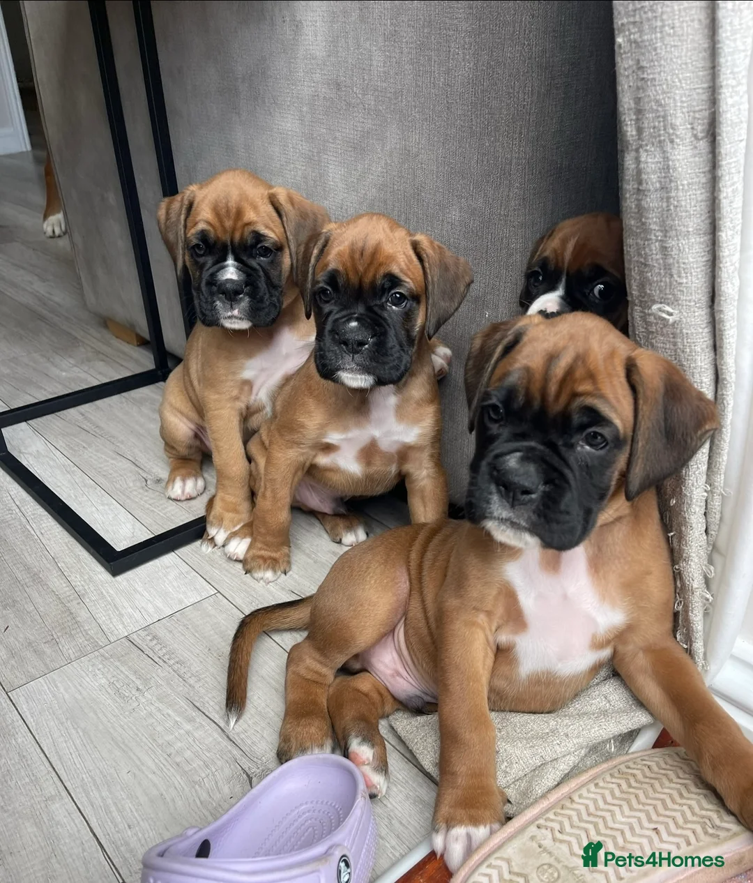 Boxer dogs for stud: PROVEN KC REGISTERED BOXER STUD - Red Flashy Male in London - Advert 17