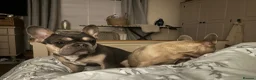 French Bulldog dogs for sale: Frenchie Lola - Advert 2