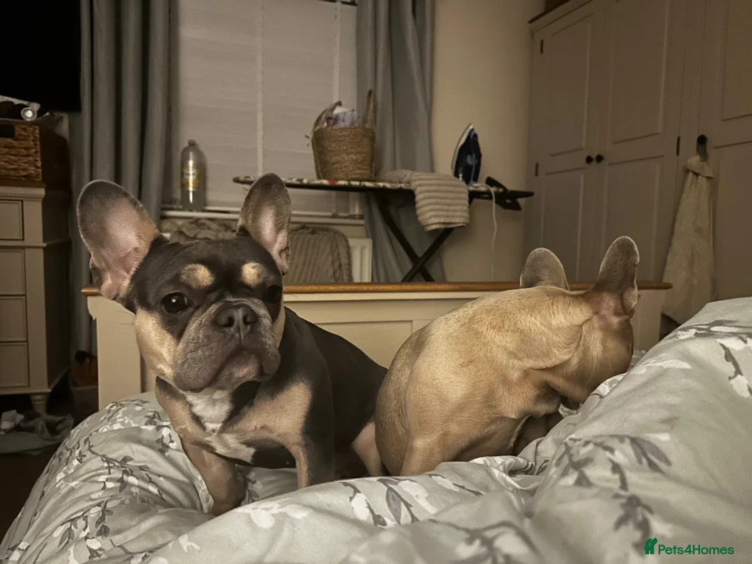 French Bulldog dogs for sale: Frenchie Lola - Advert 2