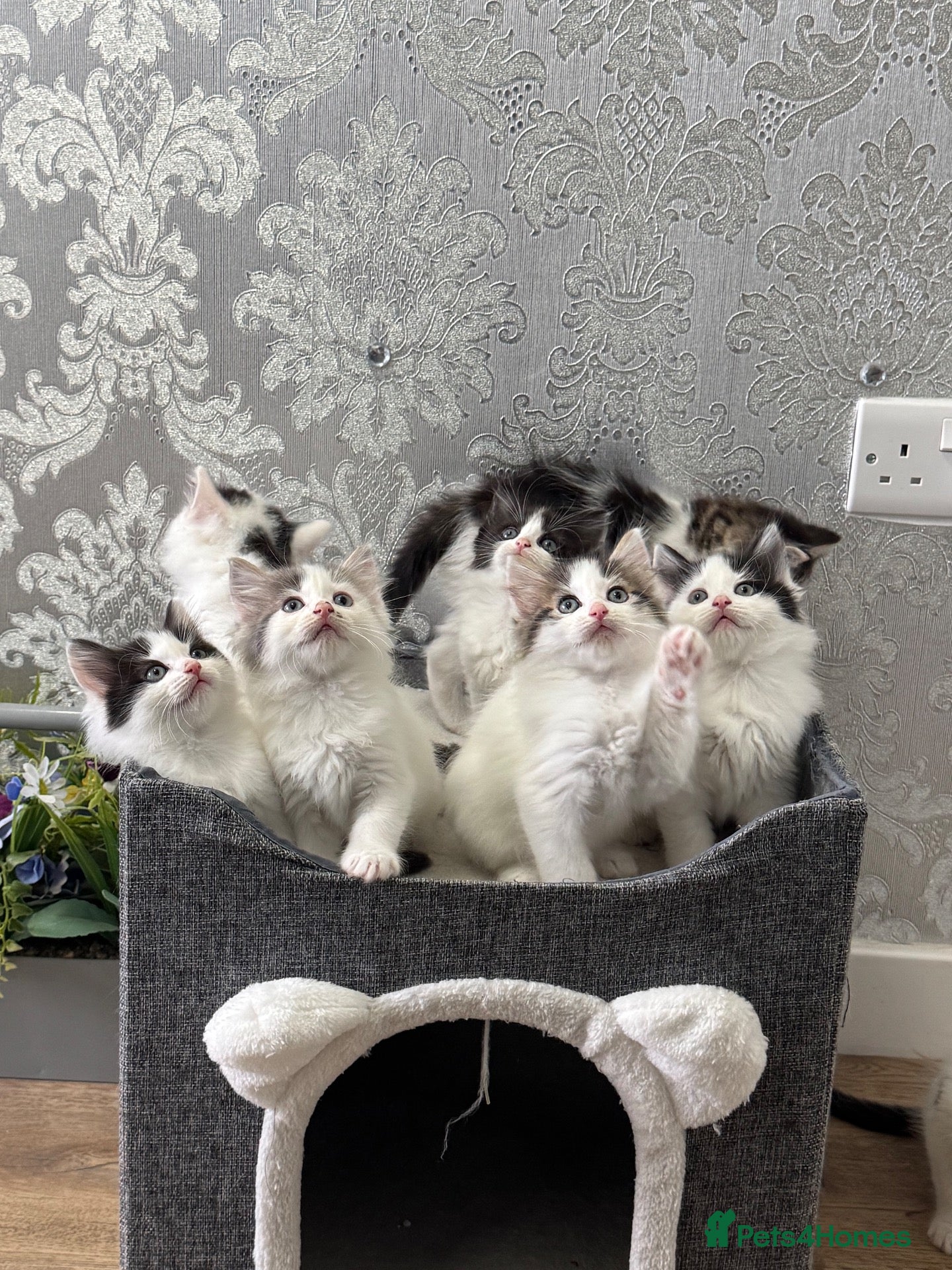 Ragdoll cats for sale: Beautiful Ragdoll Kittens  - Advert 1