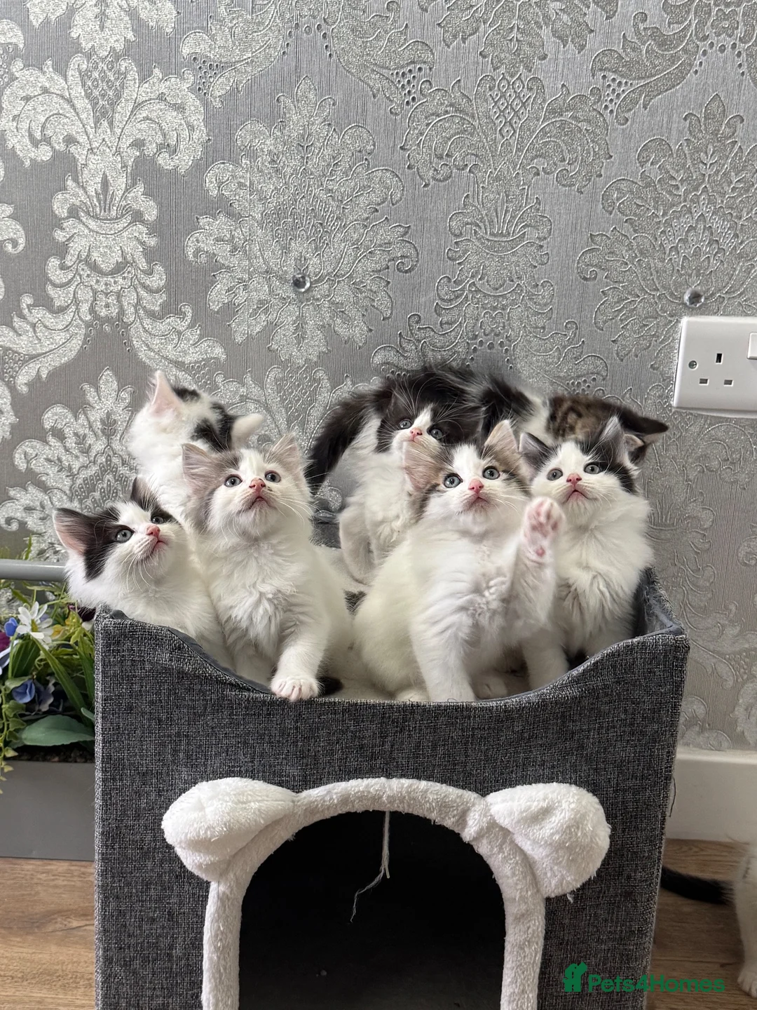 Ragdoll cats for sale: Beautiful Ragdoll Kittens  - Advert 1
