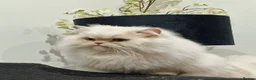 Munchkin cats for sale: Persian Munchkin Male Cat - Advert 10