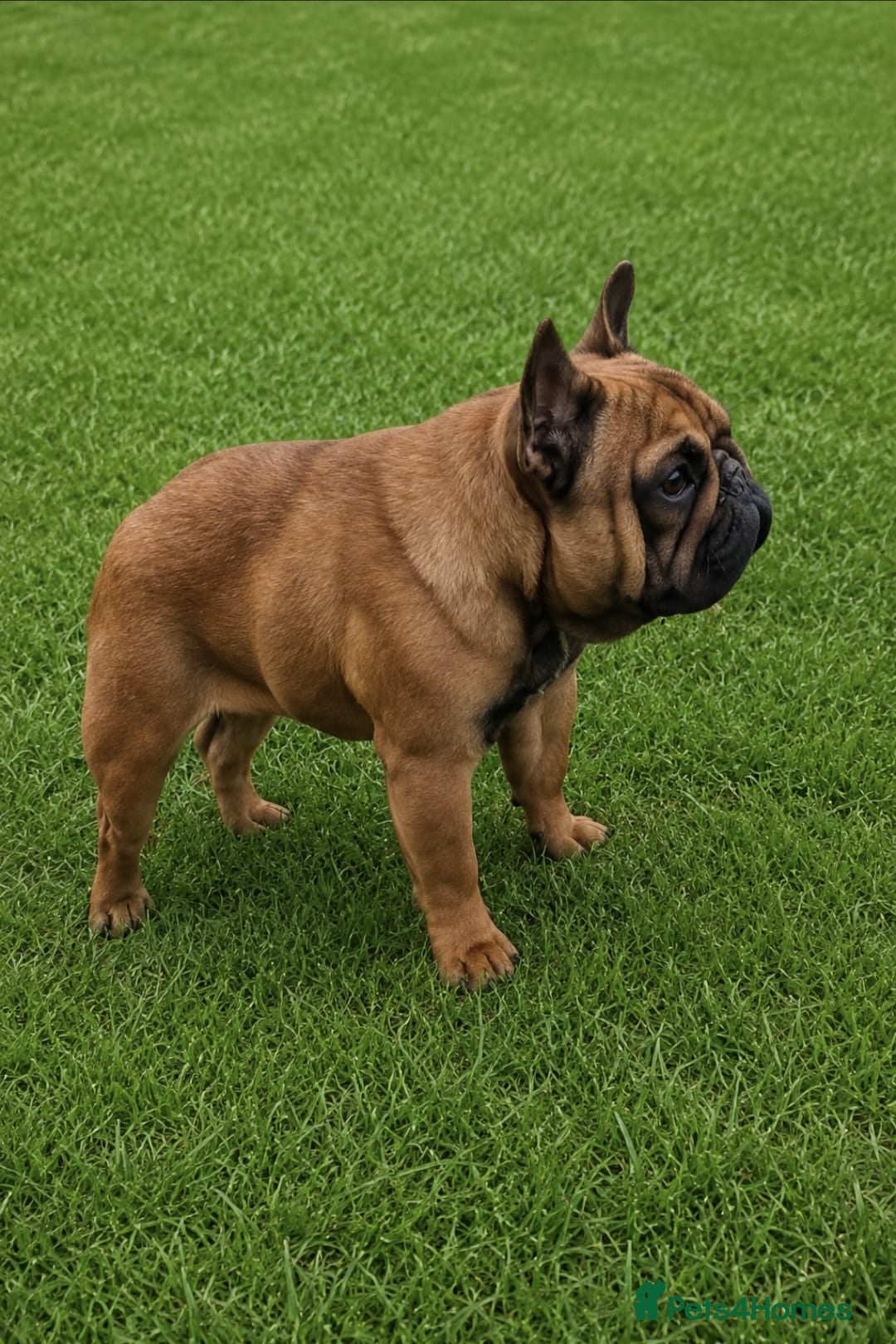 French Bulldog dogs Amazing Deep Red Female Frenchie - Advert 15
