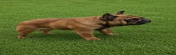 French Bulldog dogs for sale: Amazing Deep Red Female Frenchie - Advert 1