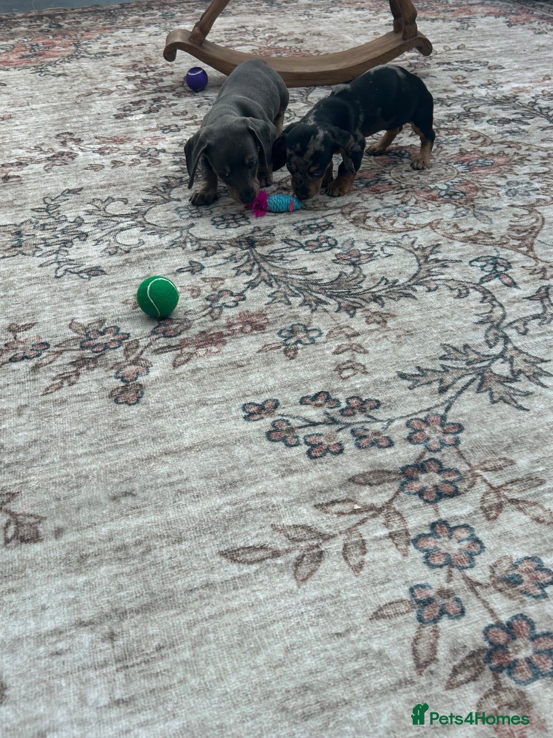 Miniature Dachshund dogs for sale: Miniature dachshund puppy’s  - Advert 18