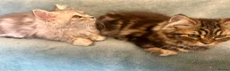 Persian cats for sale: 2 BOYS LEFT  - Advert 17