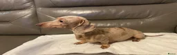 Miniature Dachshund dogs for sale: Miniature Dachshund puppies stunning  in Luton - Advert 4