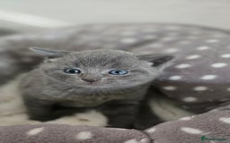 British Shorthair cats for sale: Adorable British Shorthair Kittens  - Image 3