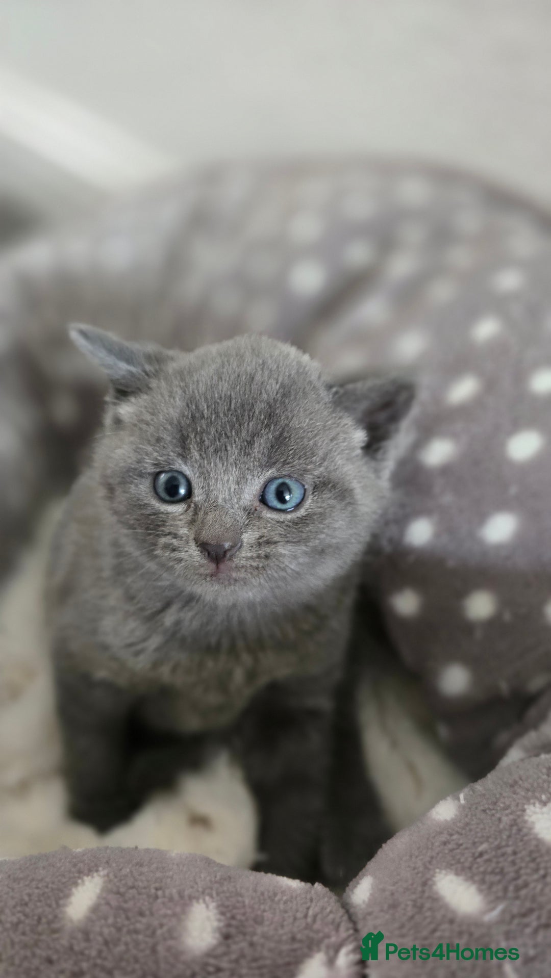 British Shorthair cats for sale: Adorable British Shorthair Kittens  - Image 3
