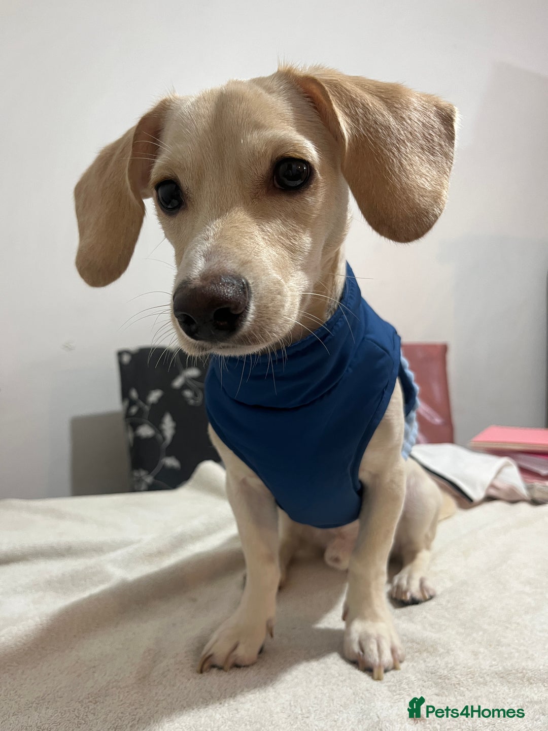 Mixed Breed dogs for sale: Adorable 7 months mini dachshund puppy! 🐶 - Advert 8