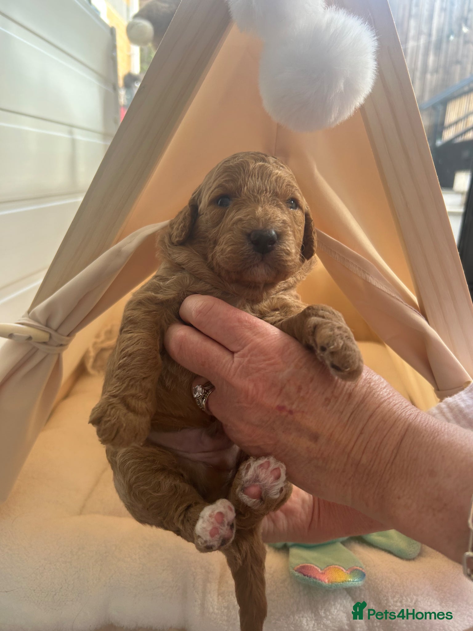 Labradoodle dogs 1 Boy Available Stunning Mini Labradoodles F1b - Advert 3