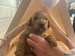 Labradoodle dogs 1 Boy Available Stunning Mini Labradoodles F1b - Advert 3