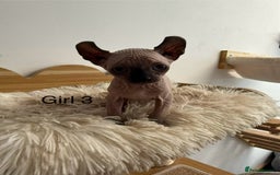Sphynx cats for sale: Sphynx Kittens – Ready for Their Forever home soon - Image 3