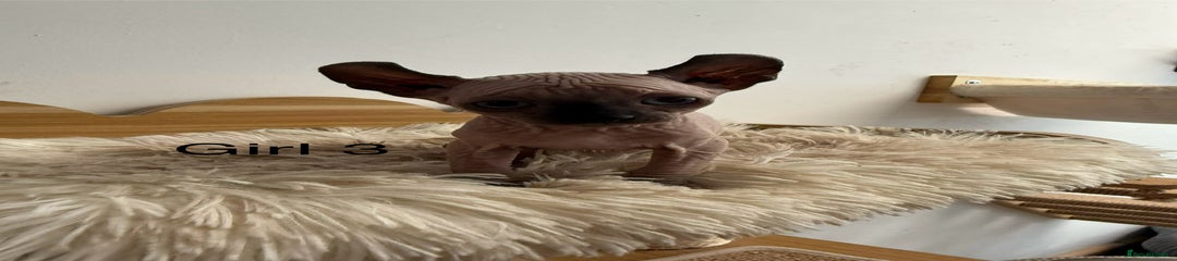 Sphynx Kitten 3