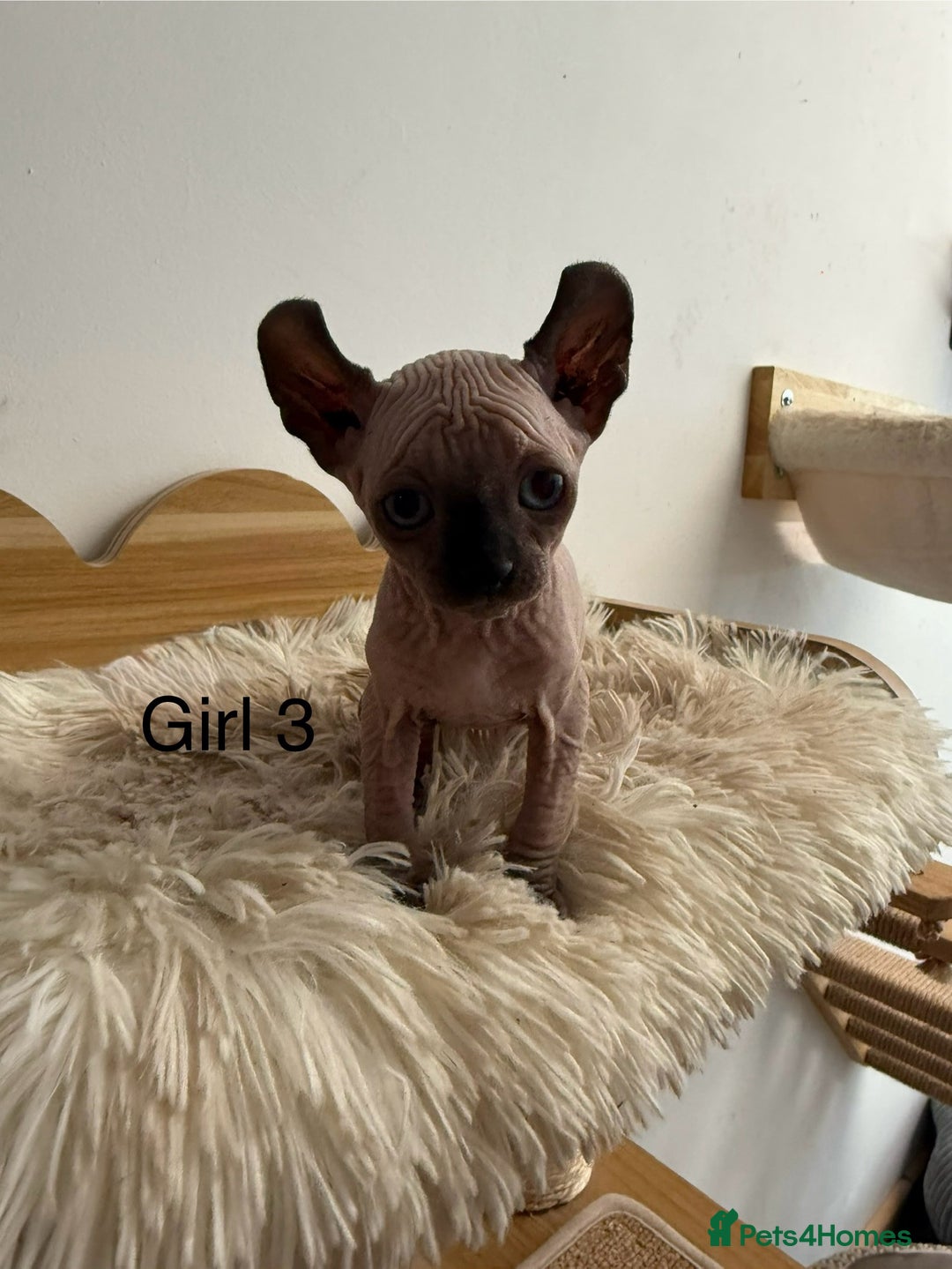 Sphynx cats for sale: Sphynx Kittens – Ready for Their Forever home soon - Image 3