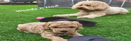 Cavapoo dogs for sale: LAST FOX RED GORGEOUS GIRL AVAILABLE NOW - Advert 28