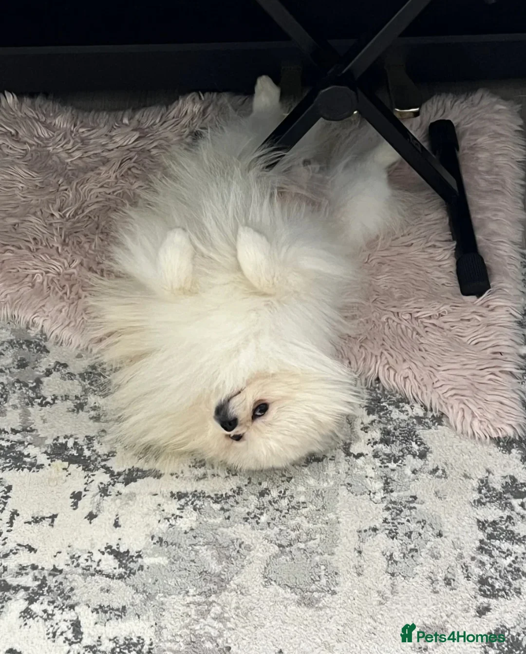 Pomeranian dogs for sale: 2,5 kg Teddy boy - Advert 10