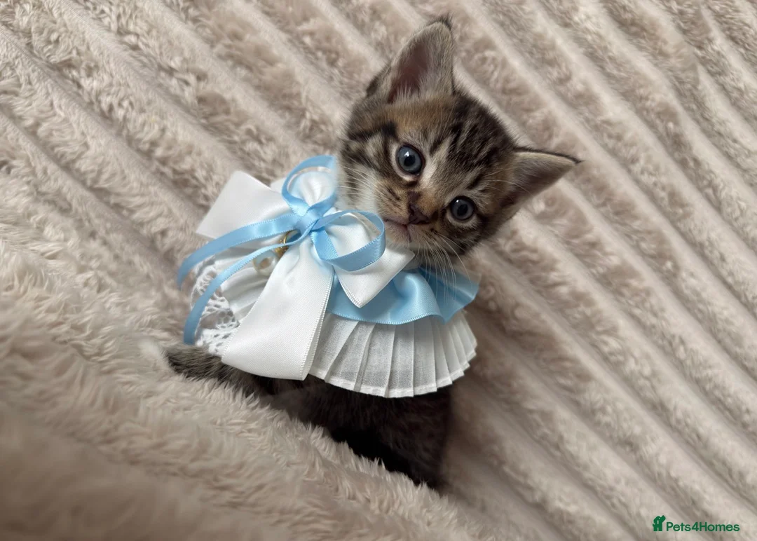 Mixed Breed cats for sale: Sweet kittens are looking for a new home. - Advert 7