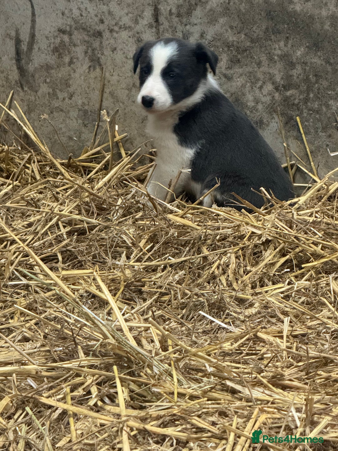 Border Collie dogs for sale: 5 border collie puppies from working parents - Advert 2