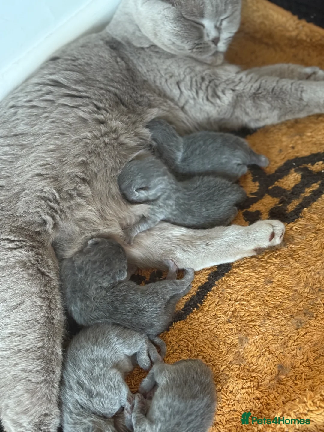 British Shorthair cats for sale: British shorthair kittens ready may!  in Coventry - Advert 2