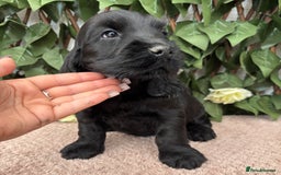 Cocker Spaniel dogs for sale: Last beautiful boy ! import line show cockers - Image 1