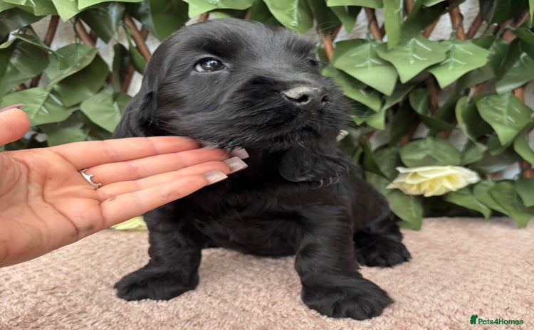 Cocker Spaniel dogs - Advert 4