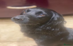 Cocker Spaniel dogs for sale: Working cocker spaniel puppies.  - Image 13