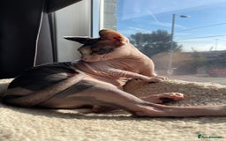 Sphynx cats for sale: 7 year old sphynx female to be rehomed - Image 2