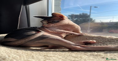 Sphynx cats - Advert 2