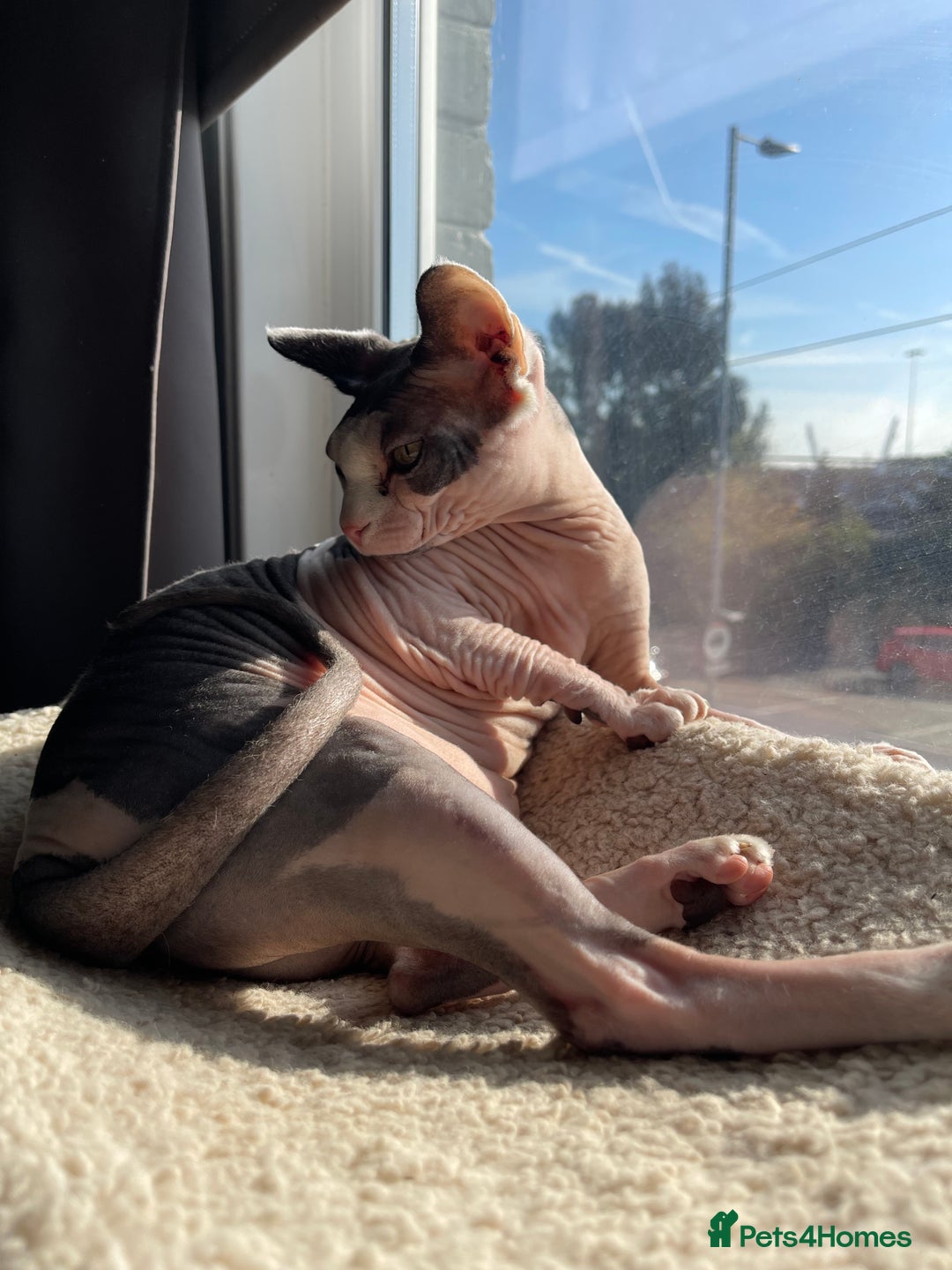 Sphynx cats for sale: 7 year old sphynx female to be rehomed - Image 2